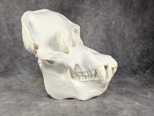 Szumátrai Orángután koponya