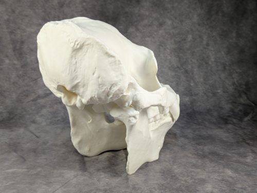 Szumátrai Orángután koponya