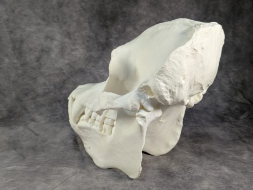 Szumátrai Orángután koponya