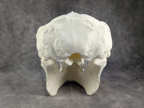 Szumátrai Orángután koponya