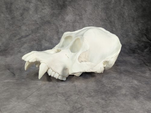 Szumátrai Orángután koponya