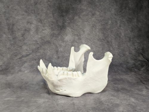 Szumátrai Orángután koponya