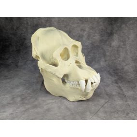 Szumátrai Orángután koponya