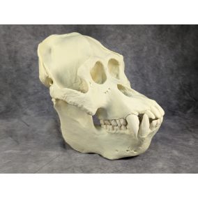 Szumátrai Orángután koponya