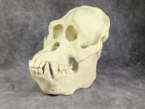 Szumátrai Orángután koponya