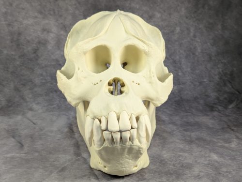 Szumátrai Orángután koponya