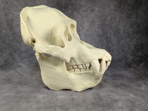 Szumátrai Orángután koponya