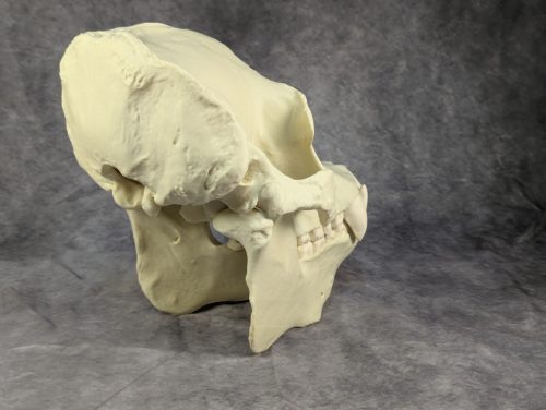 Szumátrai Orángután koponya