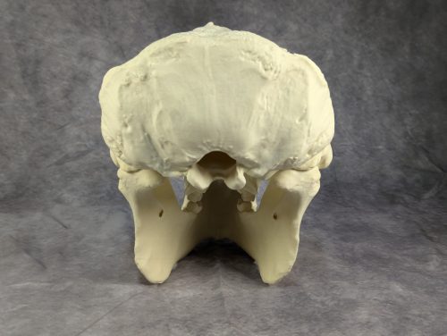 Szumátrai Orángután koponya