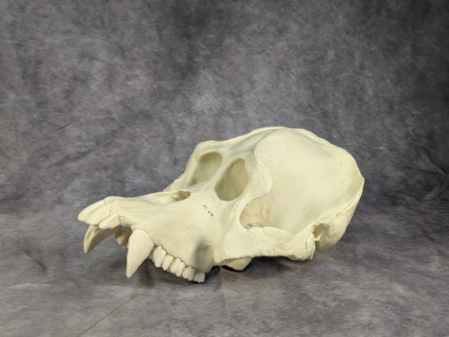 Szumátrai Orángután koponya