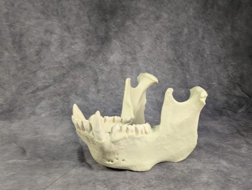 Szumátrai Orángután koponya