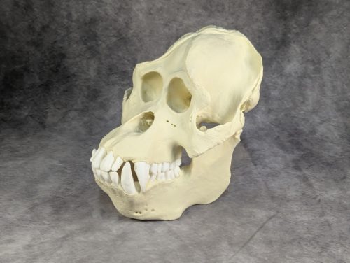 Szumátrai Orángután koponya