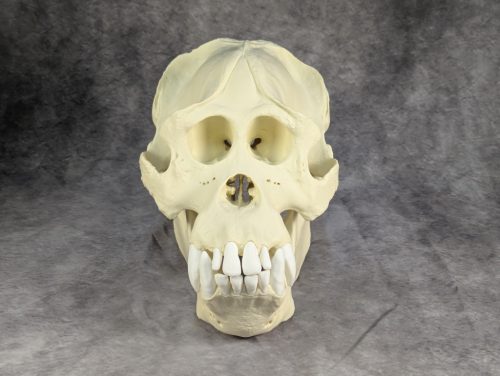 Szumátrai Orángután koponya