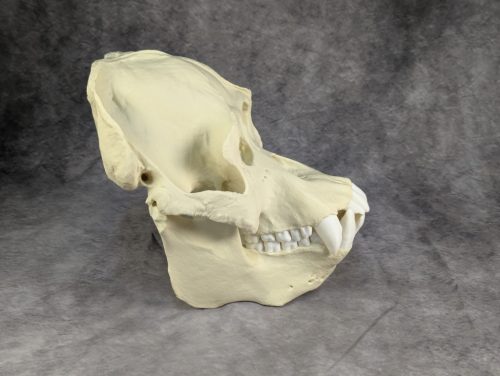 Szumátrai Orángután koponya