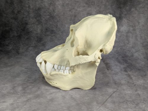 Szumátrai Orángután koponya