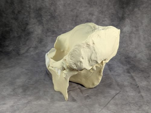 Szumátrai Orángután koponya