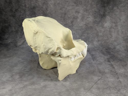 Szumátrai Orángután koponya