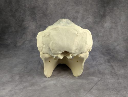 Szumátrai Orángután koponya