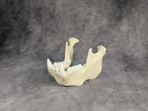 Szumátrai Orángután koponya