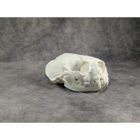 Tengeri Vidra koponya