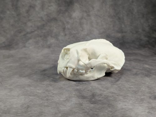 Tengeri Vidra koponya