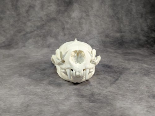 Tengeri Vidra koponya