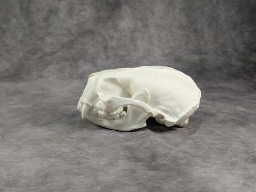 Tengeri Vidra koponya