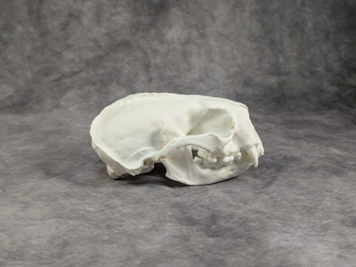 Tengeri Vidra koponya