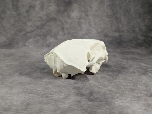 Tengeri Vidra koponya