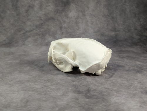 Tengeri Vidra koponya