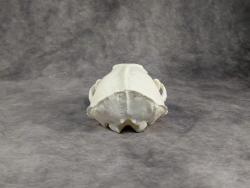 Tengeri Vidra koponya