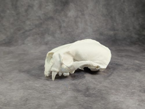 Tengeri Vidra koponya