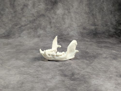 Tengeri Vidra koponya