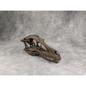 Velociraptor koponya