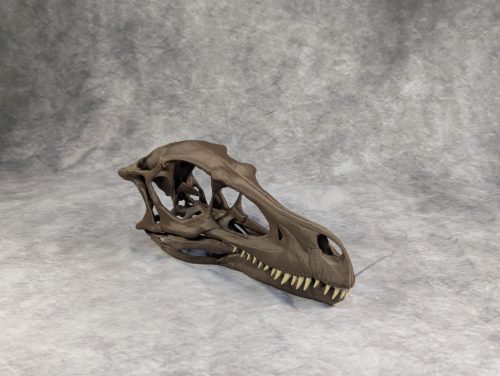 Velociraptor koponya állványhoz
