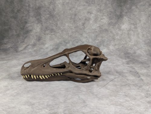 Velociraptor koponya állványhoz