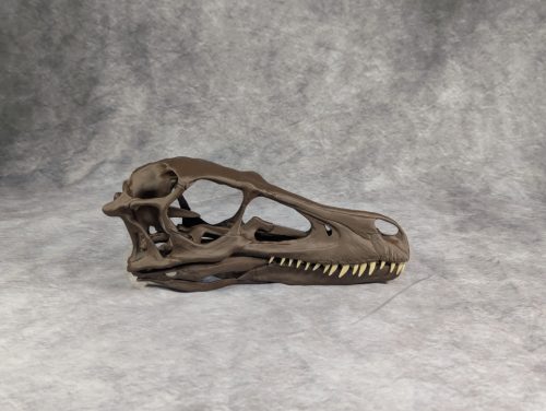 Velociraptor koponya állványhoz
