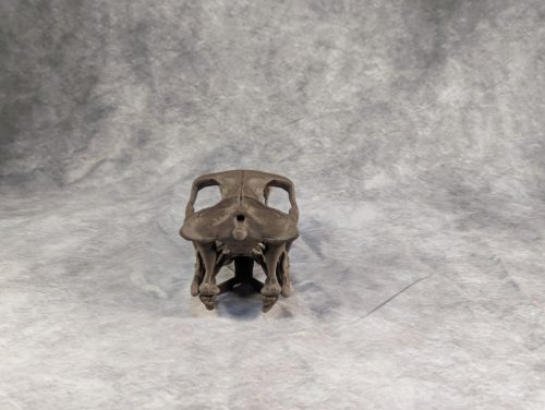 Velociraptor koponya állványhoz