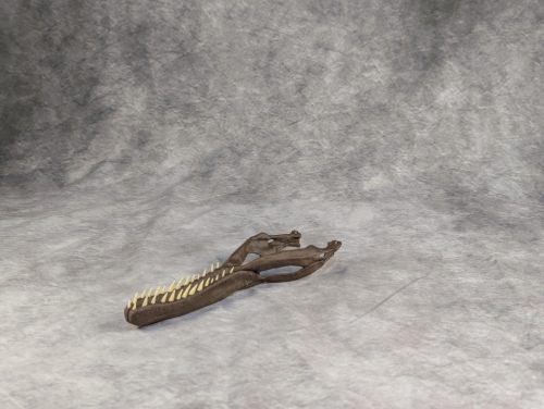 Velociraptor koponya állványhoz