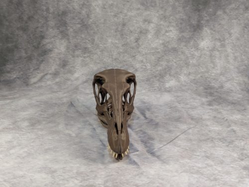 Velociraptor koponya