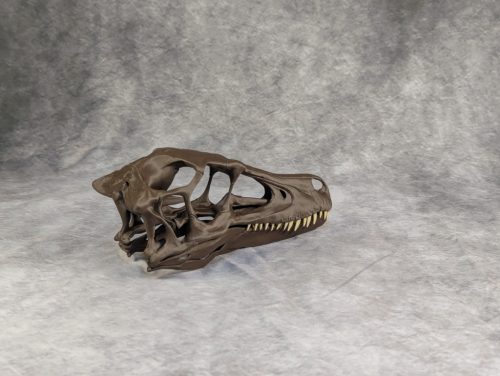 Velociraptor koponya