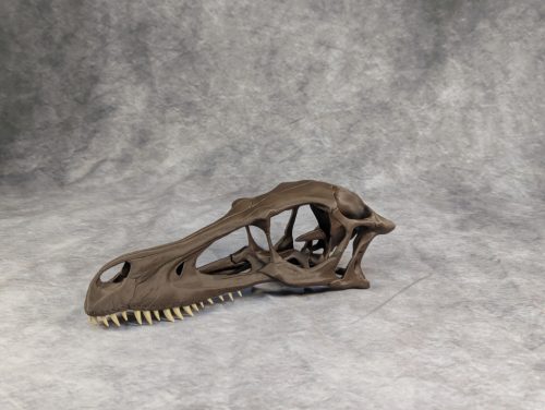 Velociraptor koponya