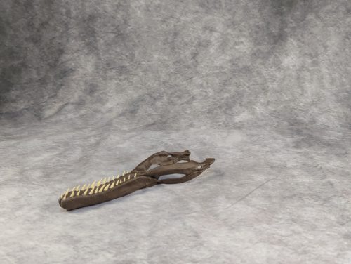 Velociraptor koponya