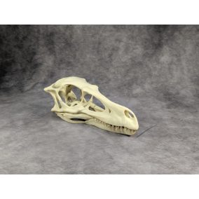 Velociraptor koponya