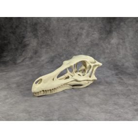 Velociraptor koponya állványhoz