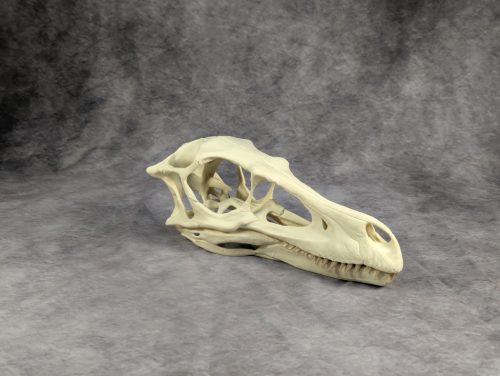 Velociraptor koponya állványhoz