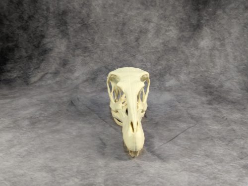 Velociraptor koponya állványhoz