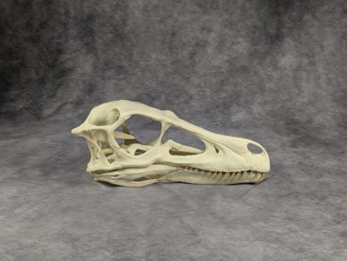 Velociraptor koponya állványhoz