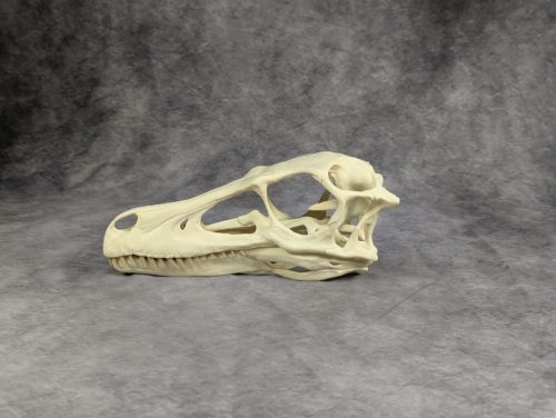 Velociraptor koponya állványhoz