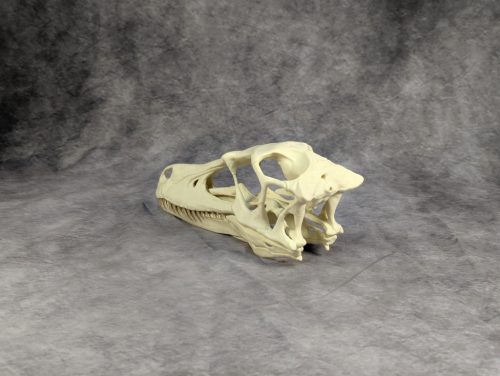 Velociraptor koponya állványhoz